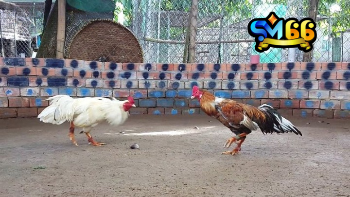 Theo dõi đá gà cựa hấp dẫn tại bồ gà CPC3