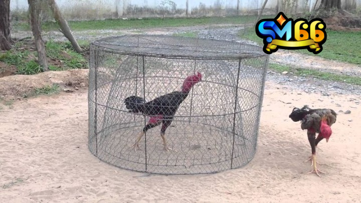 Lợi ích từ thuật ngữ trong chăm sóc gà đòn