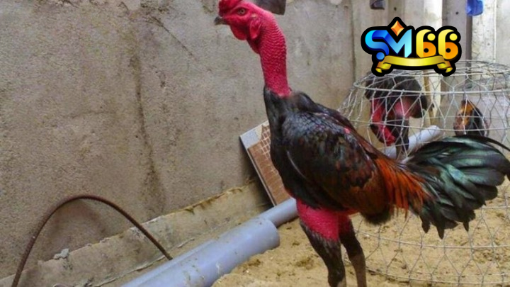 Quy trình huấn luyện gà đá SM66