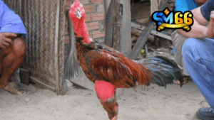 Luyện cơ chân cho gà chọi SM66