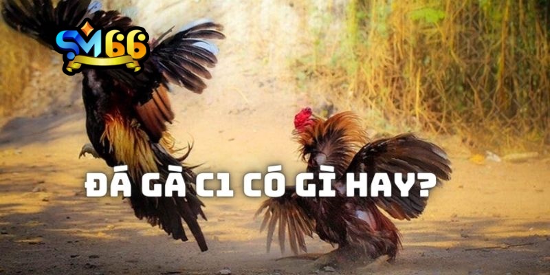Đá gà c1 tại SM66 
