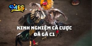 Đôi nét về giải đá gà C1