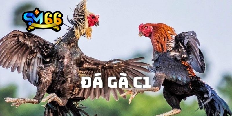 Những ưu điểm khi theo dõi những màn đối đầu trong giải đá gà C1