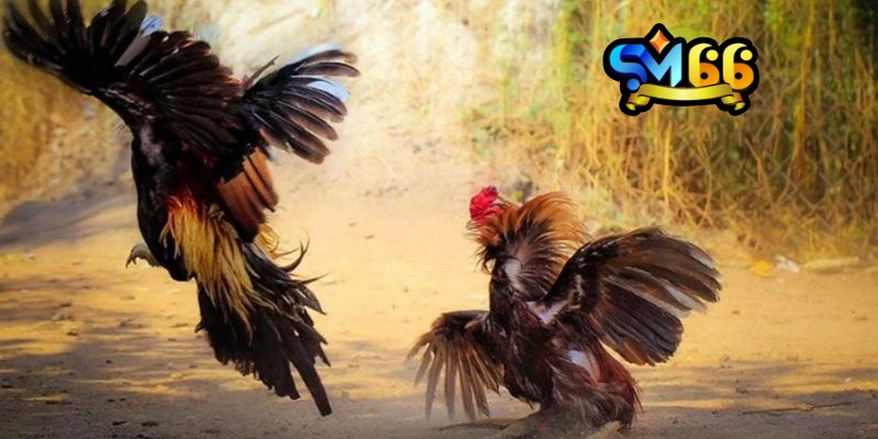 Đá Gà CamPuChia sm66 đặc sắc