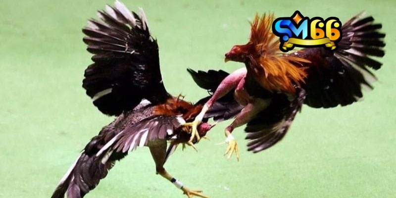 Sơ lược về sảnh Đá Gà CamPuChia sm66