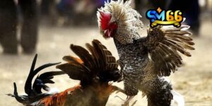Chọi kê sm66 pháp lý rõ ràng