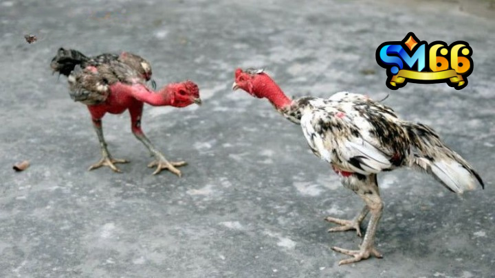 Thông tin về trận đấu đá gà đòn Thomo