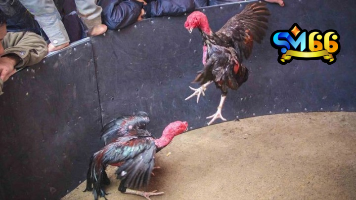 Xem đá gà đòn Thomo trực tiếp trên SM66 uy tín