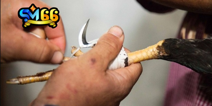 Trận đấu đá gà trực tiếp Thomo kịch tính