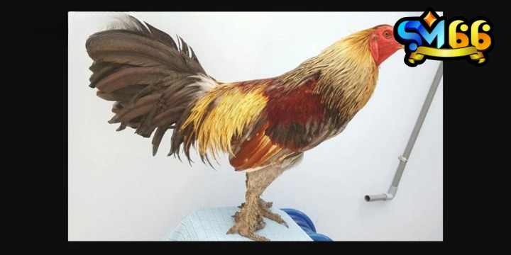 Gà chọi vảy rồng sở hữu lớp vảy đẹp, ấn tượng