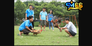 Sát hạch gà chọi để tuyển chọn được chiến kê dũng mãnh