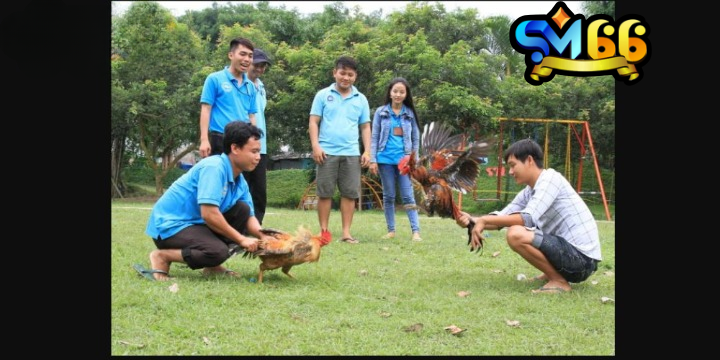Sát hạch gà chọi để tuyển chọn được chiến kê dũng mãnh