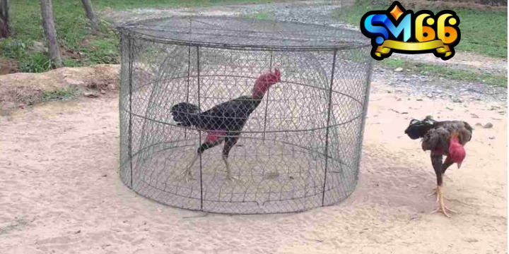 Luyện tập thể lực là giai đoạn quan trọng