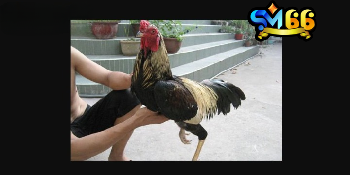 Chạy lồng là cách luyện cơ chân chắc khoẻ cho gà chọi