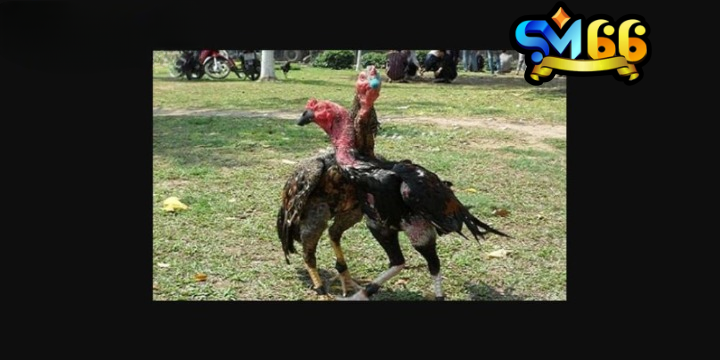 Hẫng chân rơi tự do giúp gà chọi có đôi chân chắc khoẻ, cứng cáp
