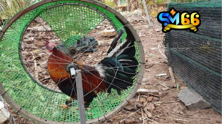 Thuật ngữ về thi đấu trong đá gà