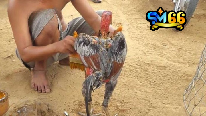 Vào nghệ cho gà đòn mạng đến nhiều lợi ích tuyệt vời